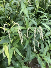 Persicaria lapathifolia