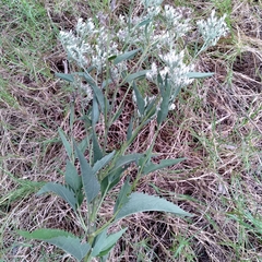 Neolasioptera perfoliata