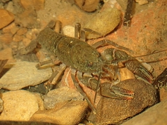 Cambarus