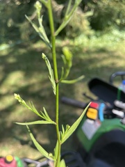 Symphyotrichum oolentangiense