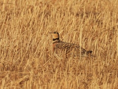 Pterocles alchata