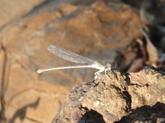 Argia moesta