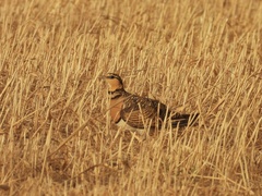 Pterocles alchata