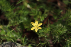 Mentzelia hispida