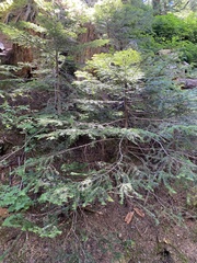 Abies amabilis