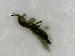 Thripinae