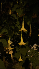 Brugmansia arborea
