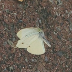 Pieris rapae rapae