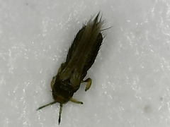 Thripinae