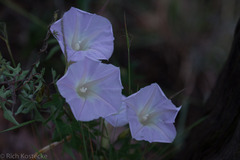 Ipomoea lindheimeri