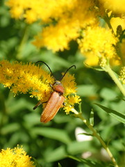 Stictoleptura rubra