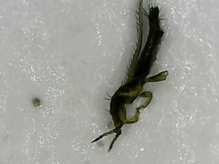 Thripinae