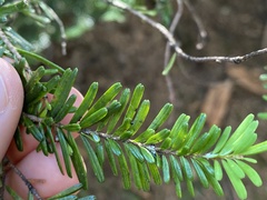 Abies amabilis