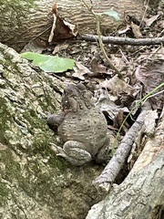 Anaxyrus americanus