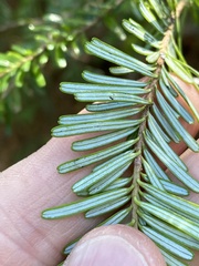 Abies amabilis
