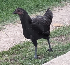 Gallus gallus domesticus