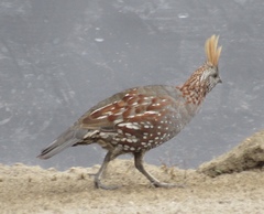 Callipepla douglasii