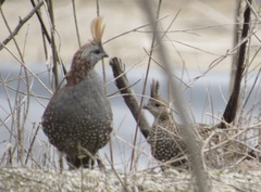 Callipepla douglasii