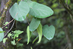Gonolobus suberosus