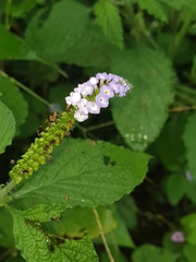 Heliotropium indicum