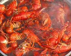 Pontastacus leptodactylus