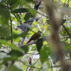 Syndactyla subalaris