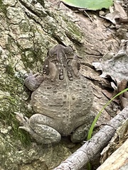 Anaxyrus americanus
