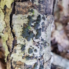 Jackrogersella cohaerens