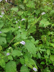 Heliotropium indicum