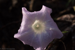 Ipomoea lindheimeri
