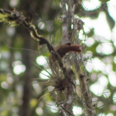 Syndactyla subalaris