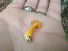 Craterellus ignicolor