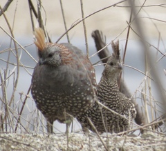 Callipepla douglasii