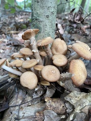 Desarmillaria