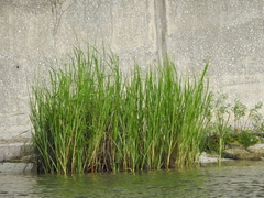 Sporobolus alterniflorus