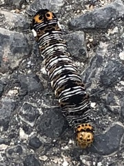 Psychomorpha epimenis