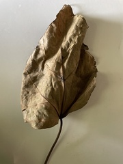 Catalpa bignonioides