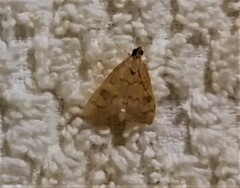 Udea fulvalis