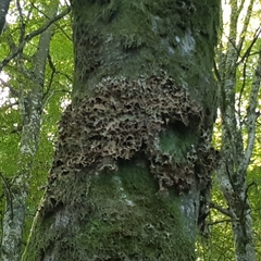 Lobaria pulmonaria