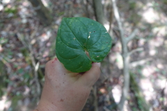 Violaceae