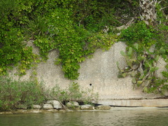 Sporobolus alterniflorus