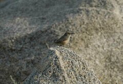 Salpinctes obsoletus