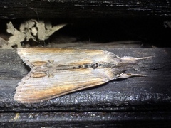 Cucullia convexipennis