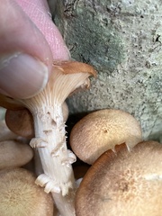 Desarmillaria