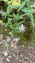 Symphyotrichum lateriflorum