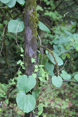 Gonolobus suberosus