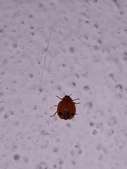 Harmonia octomaculata