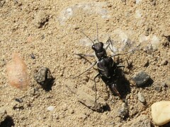 Cicindela tranquebarica