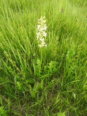 Platanthera bifolia
