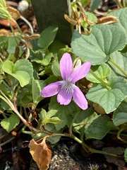 Violaceae